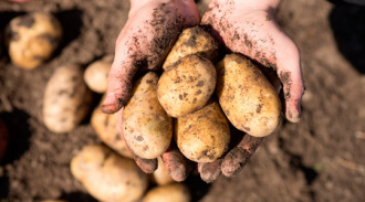 Ученые помогли оленеводам вырастить картофель и редис в условиях вечной мерзлоты