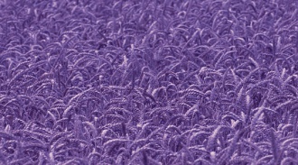 Чернильные булочки из фиолетовой пшеницы