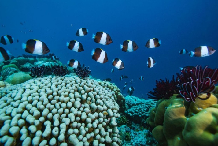 Sirru Fen Fushi-05.jpg