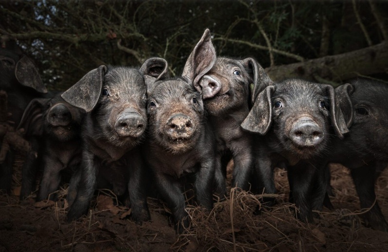 World Food Photography Awards-03.jpg