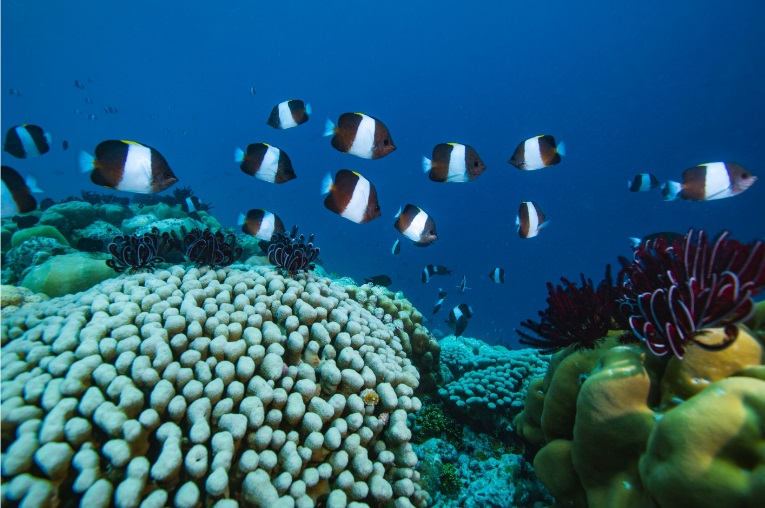 SFF Diving.jpg
